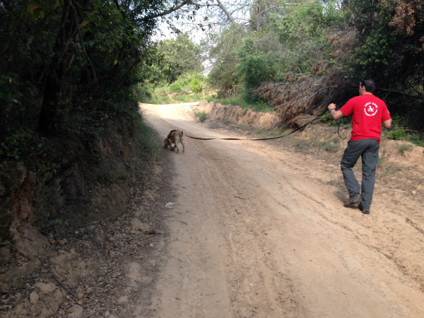 grupo rastro canino mantrailing 1