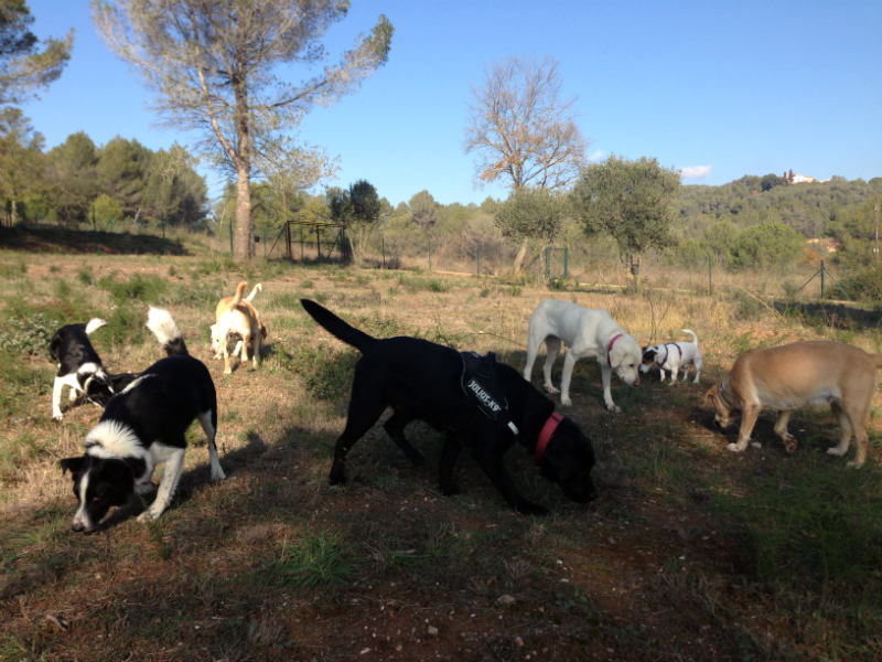 adiestramiento perros en abrera
